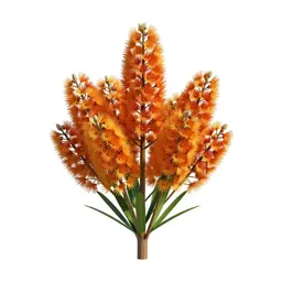 Waratah