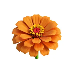 Zinnia
