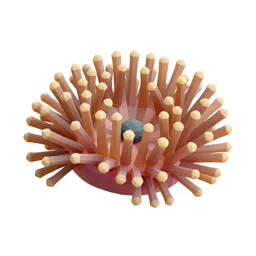 Anemone