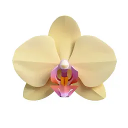 Orchid spray
