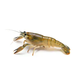 Brine shrimp