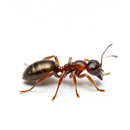 Bullet ant