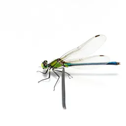 Damselfly