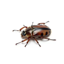 Diving beetle