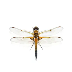 Dragonfly with veined wings