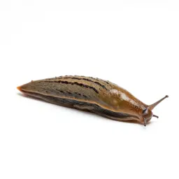 Garden slug