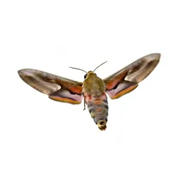 Hawk moth in flight