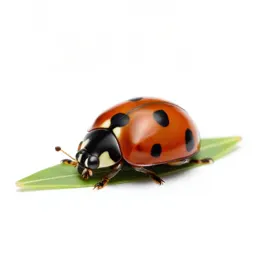 Ladybird on a leaf