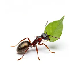 Leafcutter ant carrying a leaf