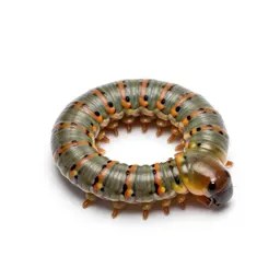 Millipede coiled