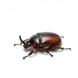 Rhinoceros beetle