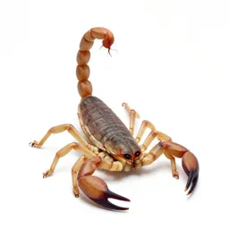 Scorpion with its tail raised