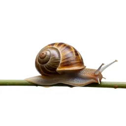 Snail on a wet stem