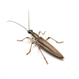 Stick insect