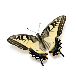 Swallowtail butterfly