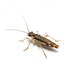 Water strider