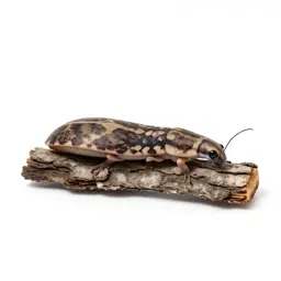 Weta on bark