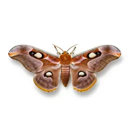 Atlas moth