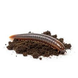 Earthworm in soil