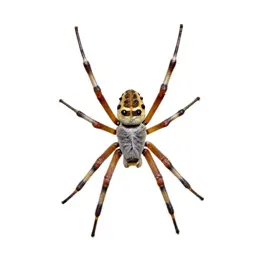 Orb weaver on its web