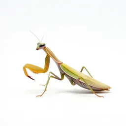 Orchid mantis