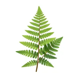 Fern fossil in shale
