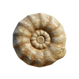 Fossilised ammonite