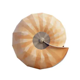 Nautilus shell