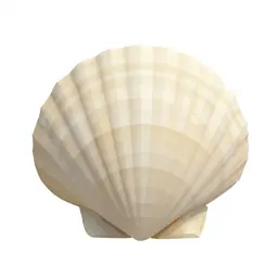 Scallop shell