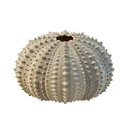 Sea urchin shell