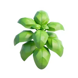 Basil plant