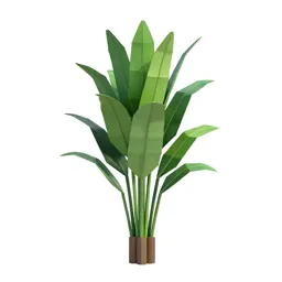 Bird of paradise plant