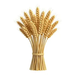 Dried wheat bundle