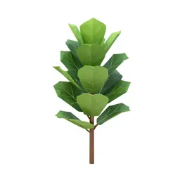 Fiddle leaf fig