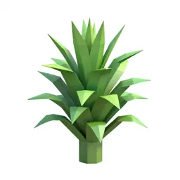 Jade plant