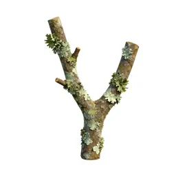 Lichen-covered twig