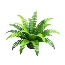 Maidenhair fern