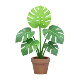 Monstera deliciosa in a pot