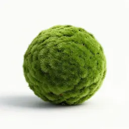 Moss ball