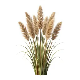 Pampas grass plume