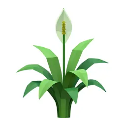 Peace lily in bloom
