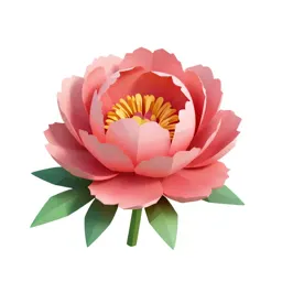 Peony in full bloom