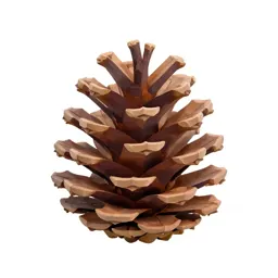 Pine cone