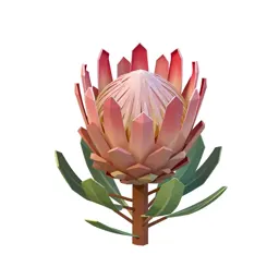 Protea flower