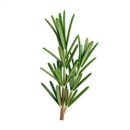 Rosemary sprig