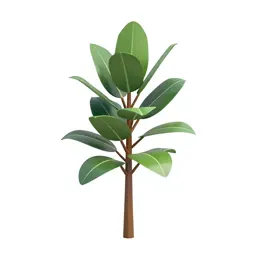 Rubber plant