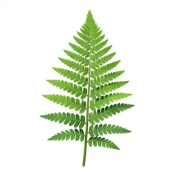 Silver fern frond