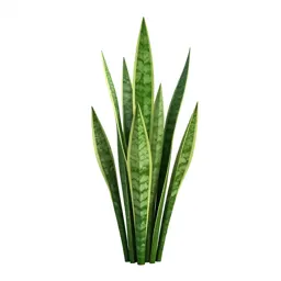 Snake plant