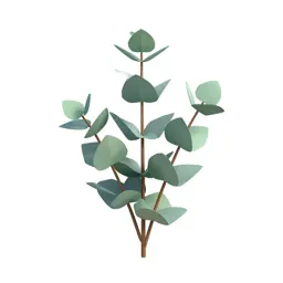 Sprig of eucalyptus