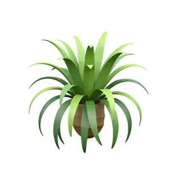 Staghorn fern mounted